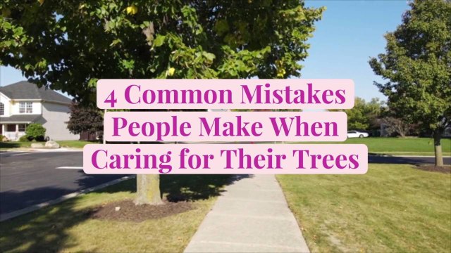 4 Common Mistakes People Make when Caring for Their Trees