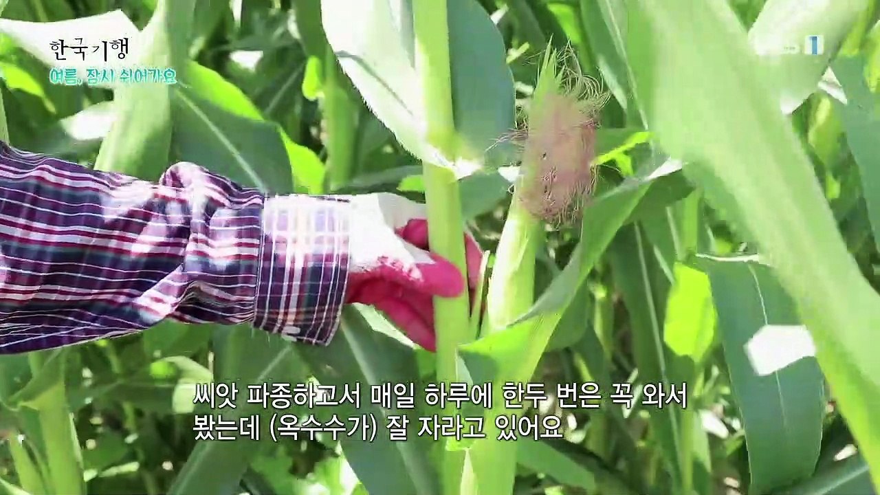 한국기행 - Korea travel_여름, 잠시 쉬어가요 4부- 뜨거운 여름 맛_#002