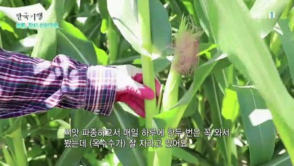 한국기행 - Korea travel_여름, 잠시 쉬어가요 4부- 뜨거운 여름 맛_#002