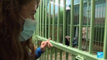 Bébés pandas :15 jours après la naissance, les jumelles du zoo de Beauval se portent bien
