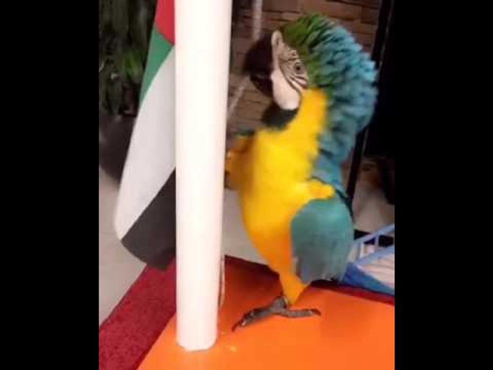 طائر جميل يرفع علم الإمارات