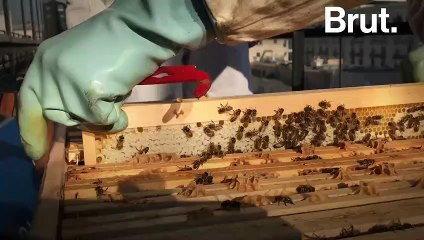Produire du miel pour lutter contre la déforestation ?