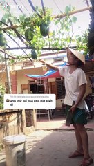Ngạc nhiên với dàn dưa hấu trên cao