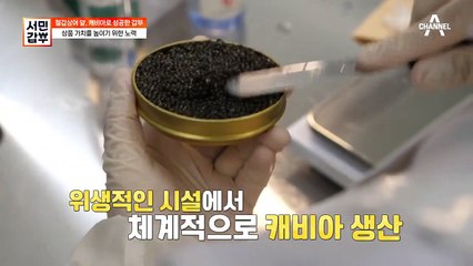 국내 최초 캐비아 HACCP 인증?! 신선한 캐비아 채취를 위한 갑부의 노력