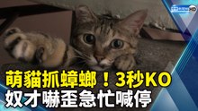 萌貓抓蟑螂！3秒KO  奴才嚇歪急喊停