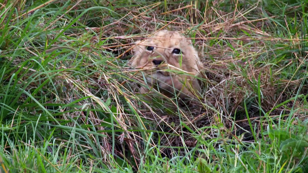 TIERISCH GUTE ERZIEHUNG Trailer