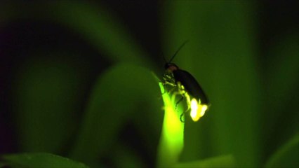 Are They Called Lightning Bugs or Fireflies? Southerners Know the Right Answer