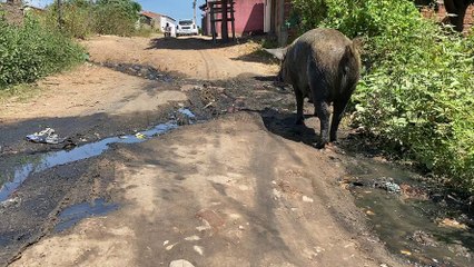 Em Piancó, esgoto a céu aberto causa sofrimento aos moradores há vários anos