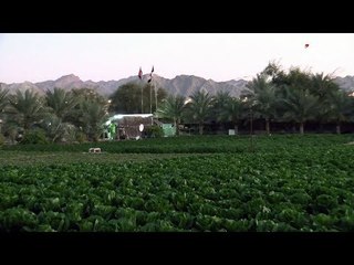 خيرات الإمارات بين أحضان الجبال