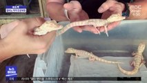 [이슈톡] 미국 동물원서 알비노 악어 2년 연속 인공부화 성공