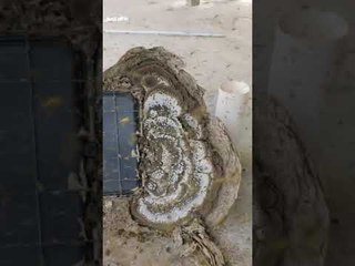 Wasps Swarm as Nest is Removed