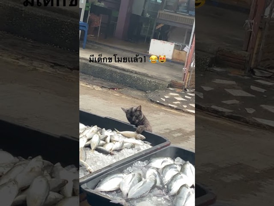 Sneaky Cat Snags a Fish