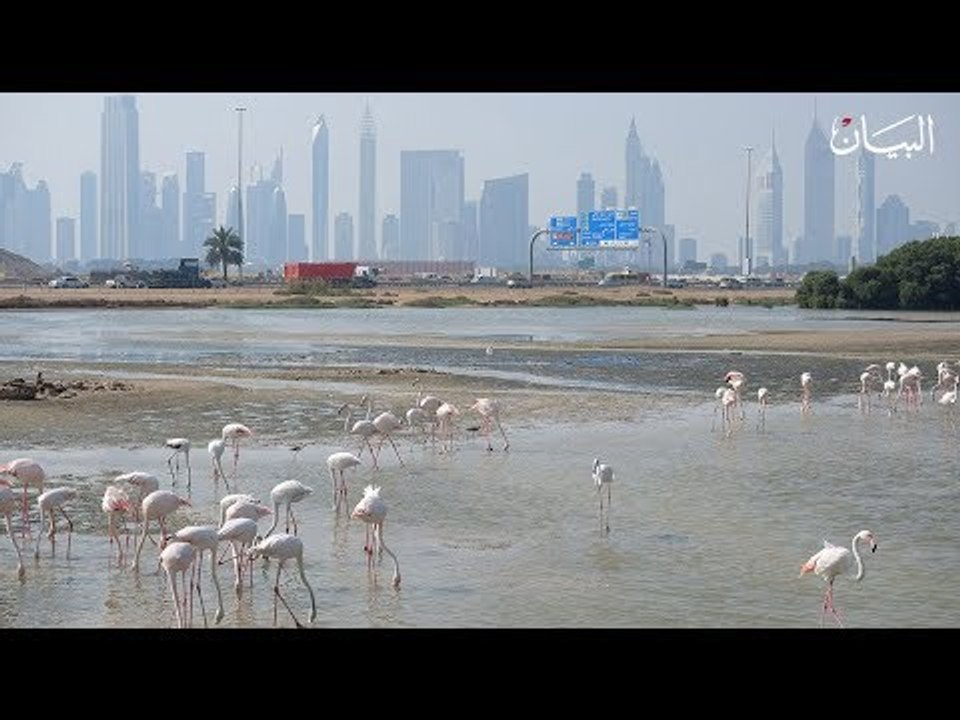 الإمارات موطن الطيور المهاجرة