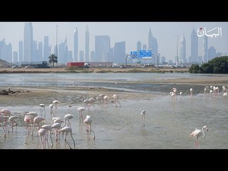 الإمارات موطن الطيور المهاجرة