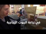 تجربة اماراتية فريدة في زراعة البيوت الزجاجية