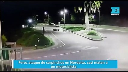 Feroz ataque de carpinchos en Nordelta, casi matan a un motociclista