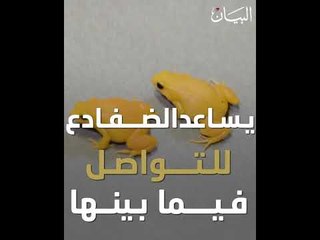 ضفادع تضيء نهاراً.. اكتشفوا السبب