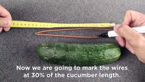 FREE ENERGY TESLA GENERATOR - I was electrocuted with a cucumber!!!! WTF!!! Free energy DIY