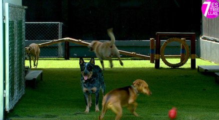 7est-Guarderías Caninas- una opción para los perritos de la casa-190821
