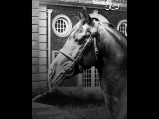 الخيول العربية فتنت السينما البريطانية قبل 97 عاماً؟