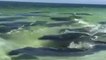 Herd of manatees comes right up to the shore in Florida