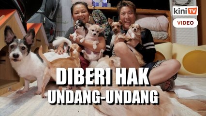 Korea Selatan beri hak undang-undang pada haiwan, tangani penderaan