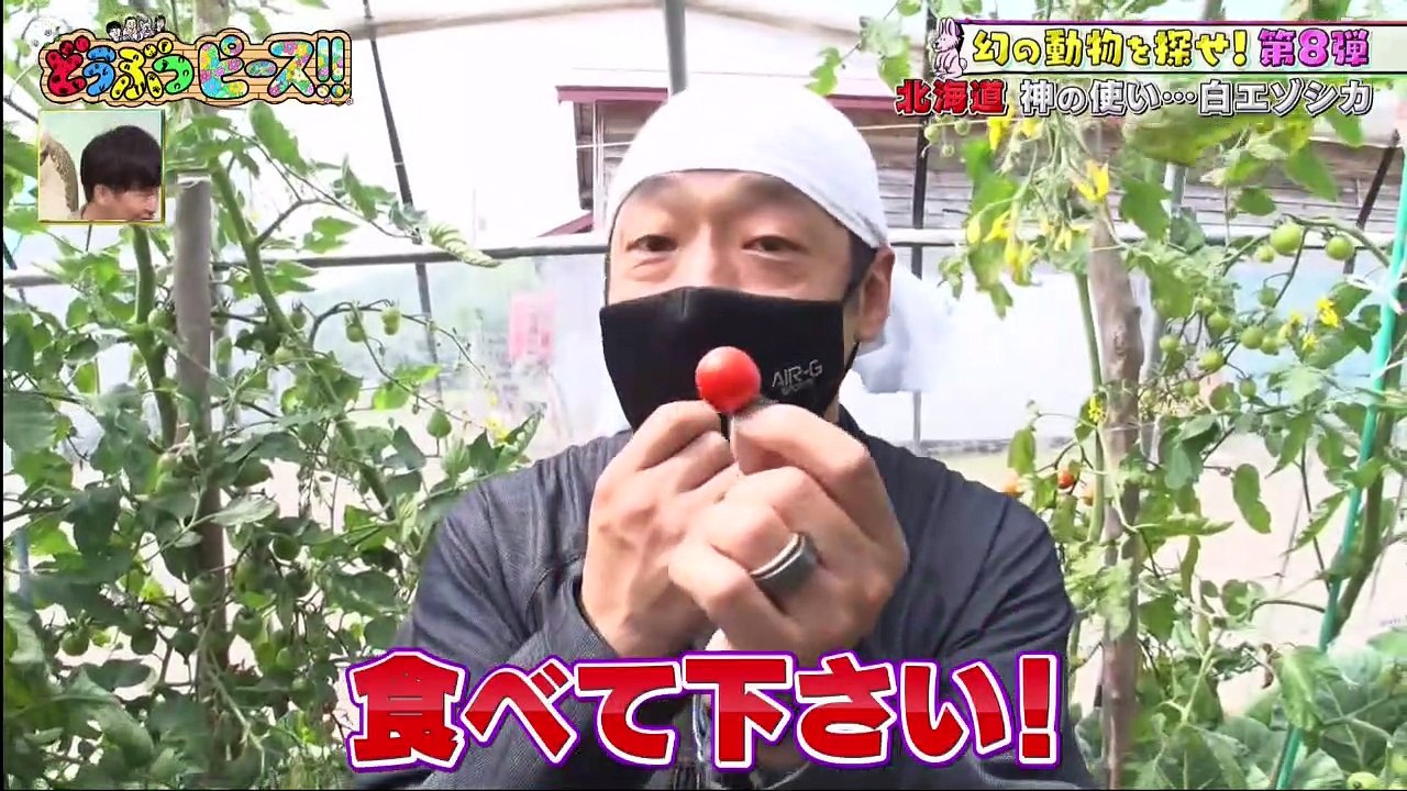 バラエティ　動画　まとめ - 動画 まとめ バラエティ - どうぶつピース  動画　9tsu  2021年08月20日