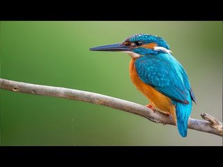 محمية حتا .. منجم الحياة البرية في الإمارات