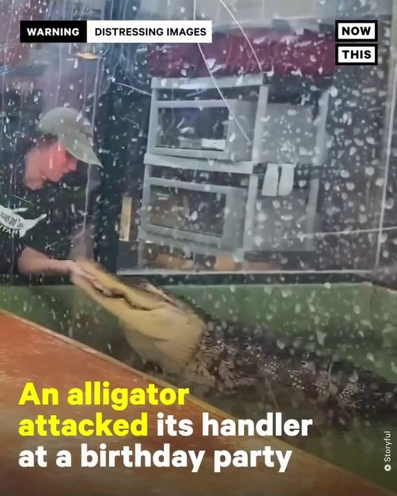 ALLIGATOR ATTACKS HANDLER AT CHILDREN'S BIRTHDAY PARTY