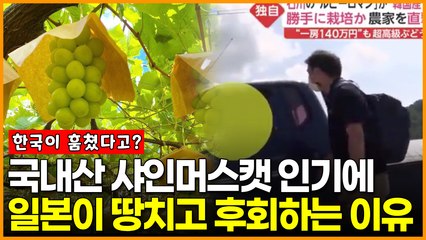 국내산 샤인머스캣 인기에 일본이 땅치고 후회하는 이유