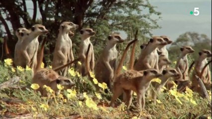 Klinky et les suricates du Kalahari