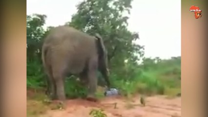 Une femme tombe sous la trompe de Hamed l’éléphant et réussit à s’échapper