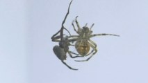 SPIDER DERBY in the PHILIPPINES. SPIDER FIGHT.