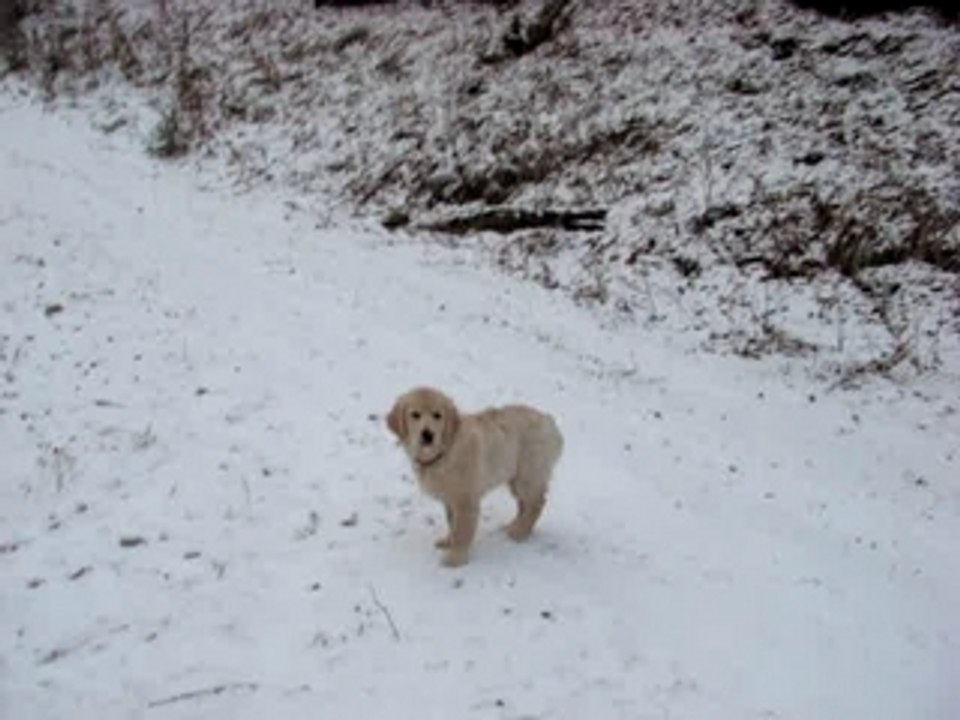 chelsea ds la neige