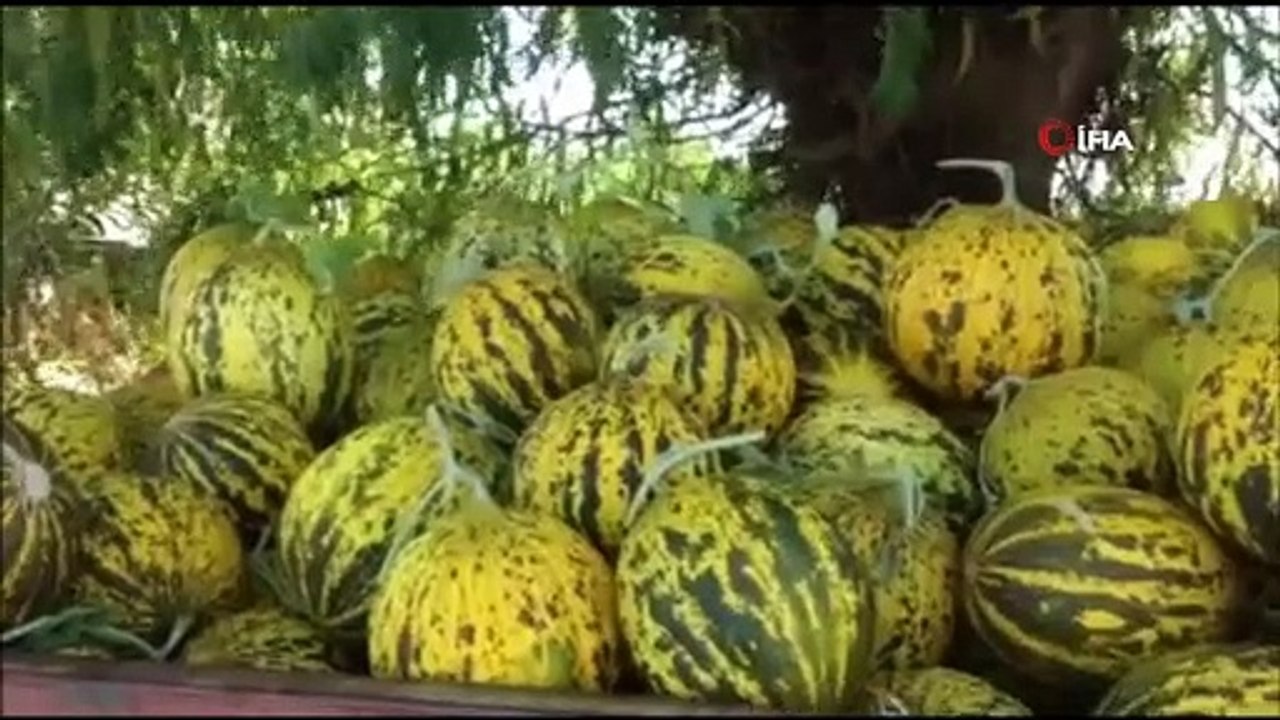 Meşhur dalaman kavunlarının hasadı başladı