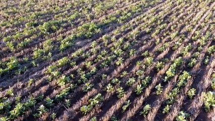 Growing population driving demand for plant protein