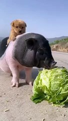 cutie pig
