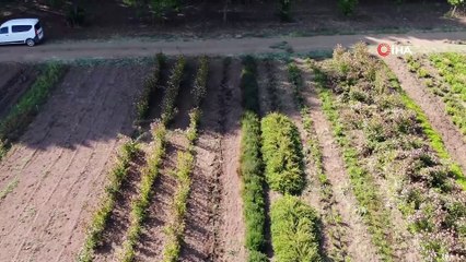 -ÖZEL) Yıllık 20 milyon kapasiteyle şifalı ve aromatik bitki üretiyorlar