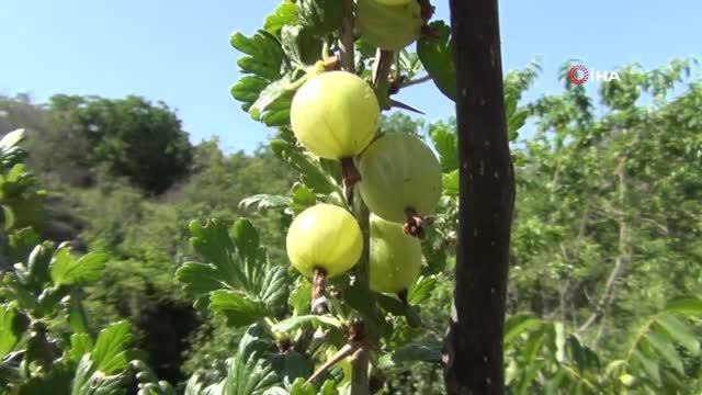 Hobi amaçlı yetiştirdiği 'frenk üzümü' ilçeye alternatif ürün olacak