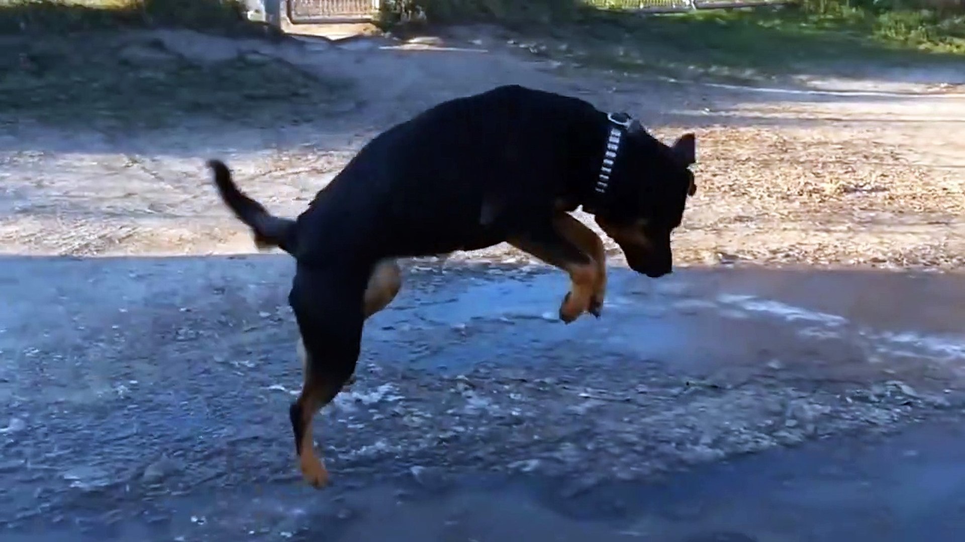 ⁣funny videos of pets ,cutest pets compilation,