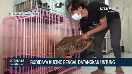 Budidaya Kucing Bengal Datangkan Untung, Warna Bulu Mirip Macan Tutul