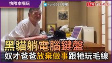 黑貓躺電腦鍵盤 奴才爸爸「直接放棄做事」跟牠玩毛線