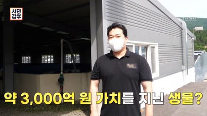 [예고] 약 3000억원 가치?! 금보다 비싼 생물을 키우는 갑부