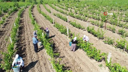 Tokat’tan Dubai ve Katar’a bağ yaprağı ihracatı