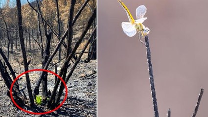 Doğa, inadına "Ben varım" dedi! 50 bin hektardan fazla alanın yandığı Manavgat'tan çok güzel haber