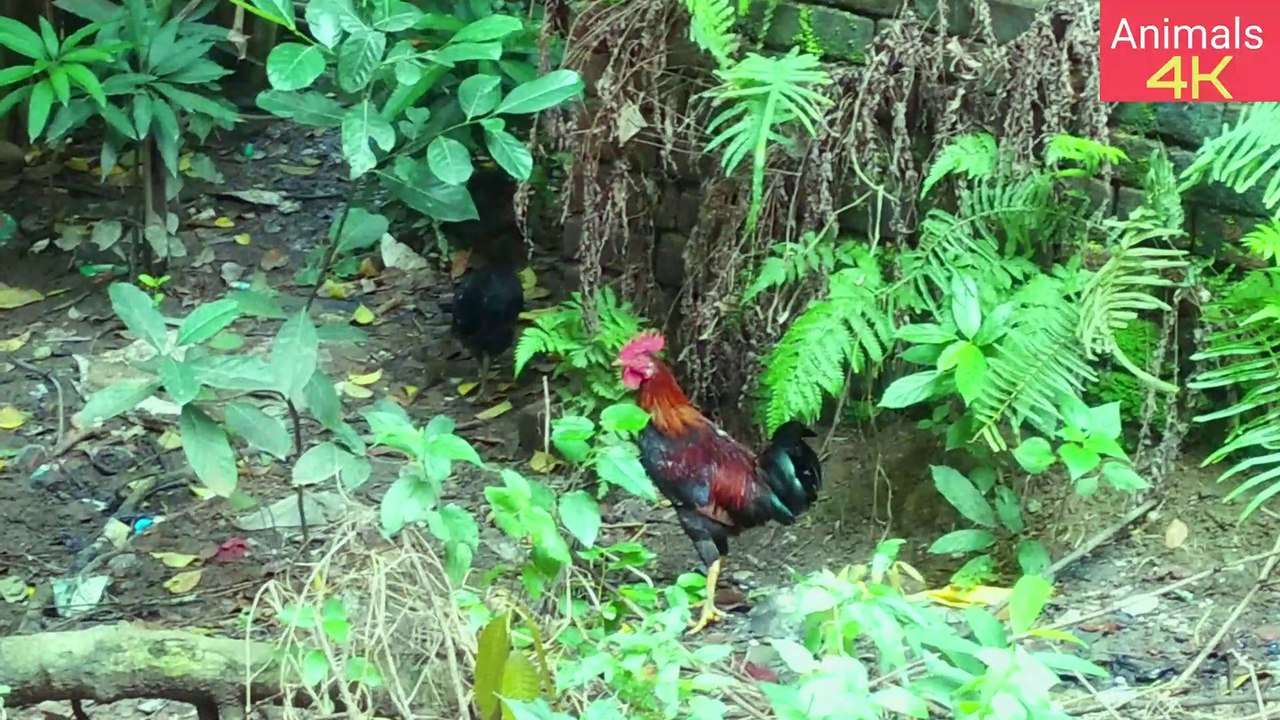 Village Real Cute Cat 4k (UHD) Shoot On Me #Animals #cat #Cutecat #trending #viral #funny