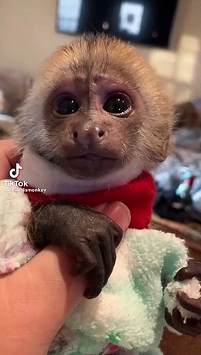 baby monkey