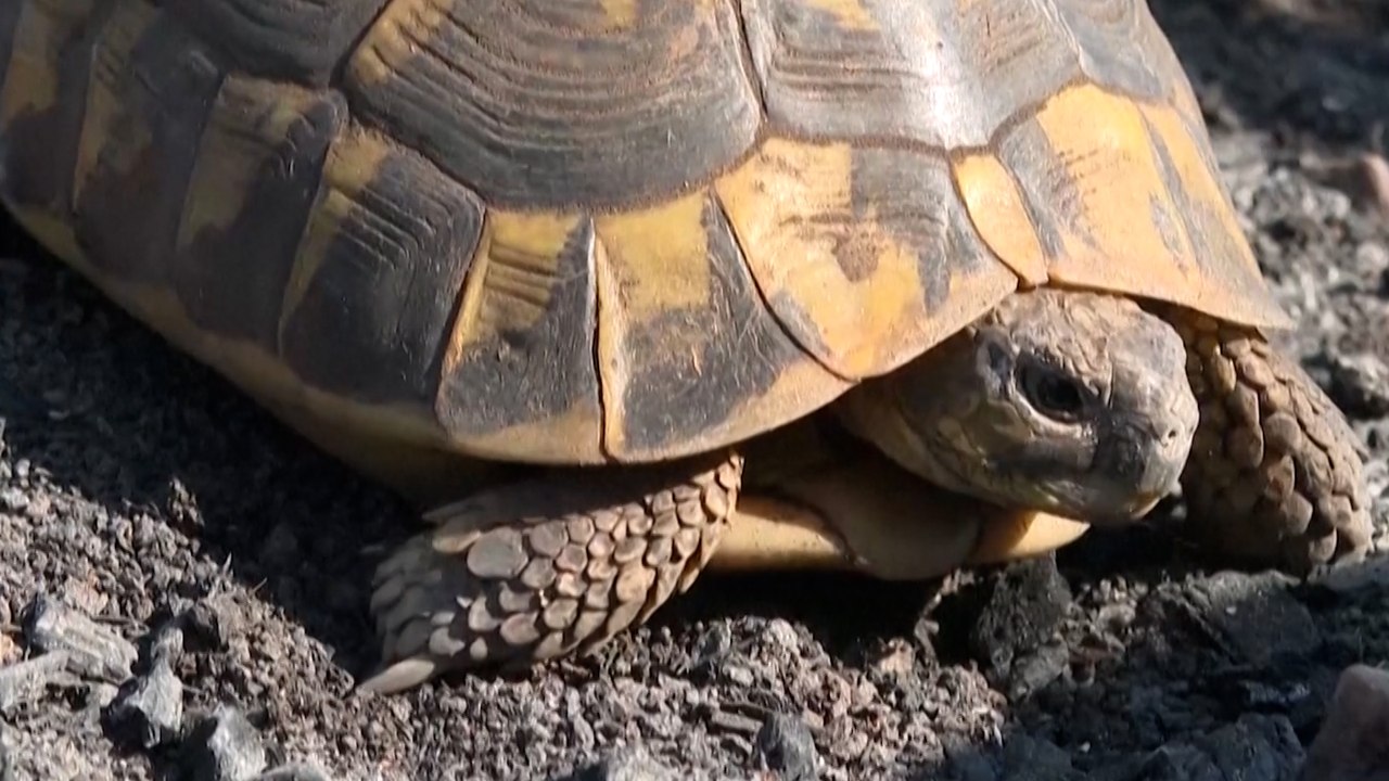 Incendie dans le Var : opération sauvetage des tortues d’Hermann d’une réserve naturelle