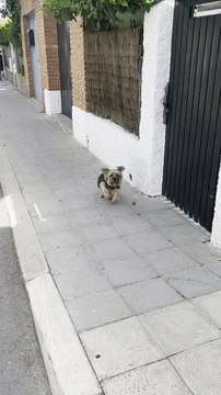 Limping Dog Miraculously Cured by Her Human’s Touch