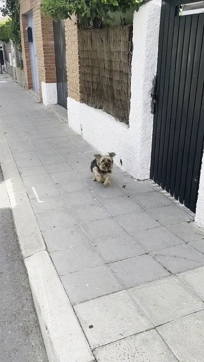 Limping Dog Miraculously Cured by Her Human’s Touch